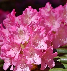 Rhododendron Yakusimanum 'Kalinka'